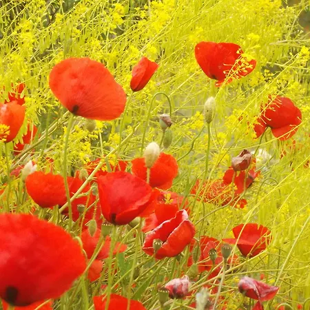 罗斯佩多加乐斯乡村民宿